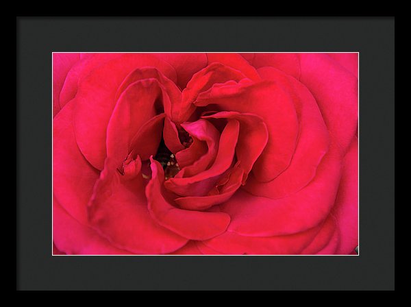 Whisper Of Passion - Framed Print