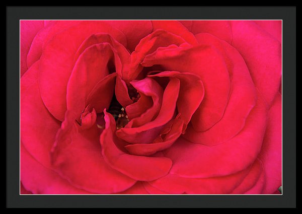 Whisper Of Passion - Framed Print