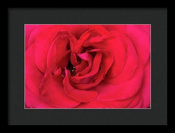 Whisper Of Passion - Framed Print