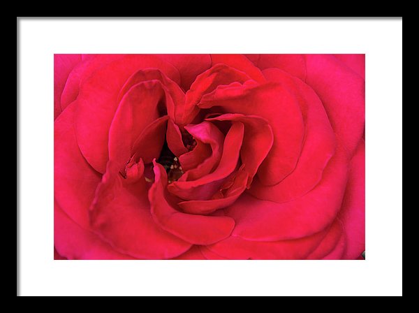 Whisper Of Passion - Framed Print