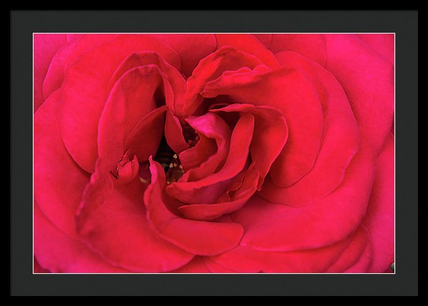 Whisper Of Passion - Framed Print