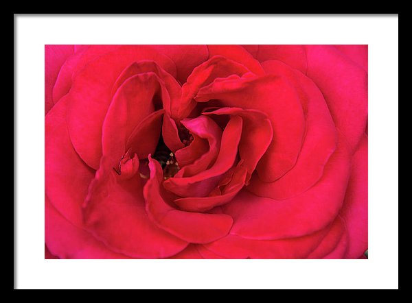 Whisper Of Passion - Framed Print