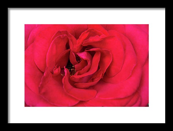 Whisper Of Passion - Framed Print